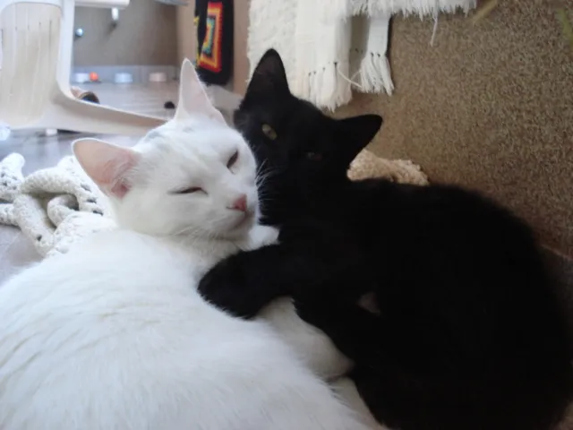 gatas gatas